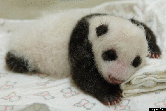 Adorable Baby Giant Panda